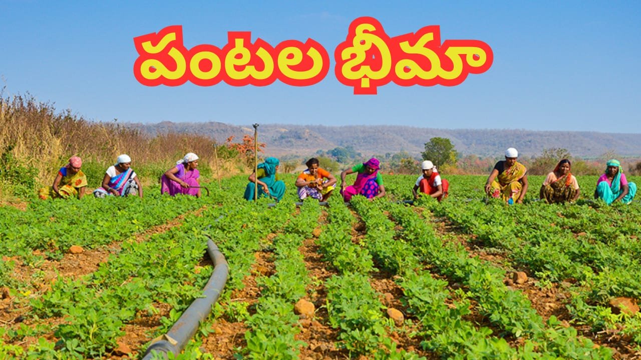 Crop Insurance Extension